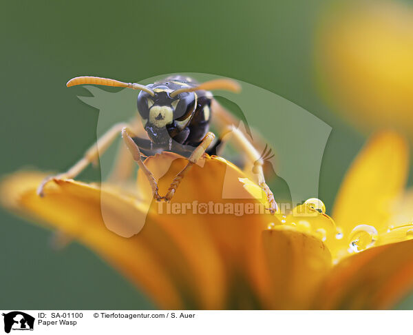 Feldwespe / Paper Wasp / SA-01100