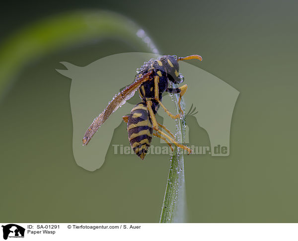 Feldwespe / Paper Wasp / SA-01291