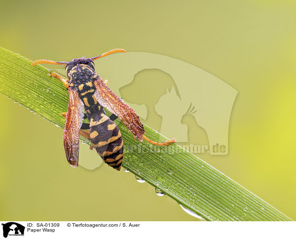 Feldwespe / Paper Wasp / SA-01309