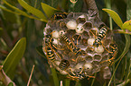 paper wasps