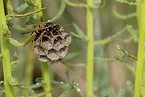 paper wasp