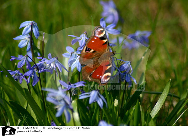 peacock butterfly / PM-01180