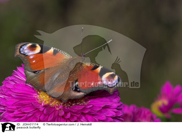 Tagpfauenauge / peacock butterfly / JOH-01114