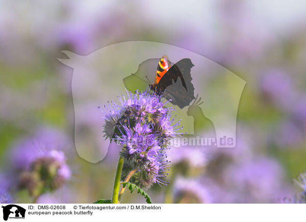 european peacock butterfly / DMS-02608