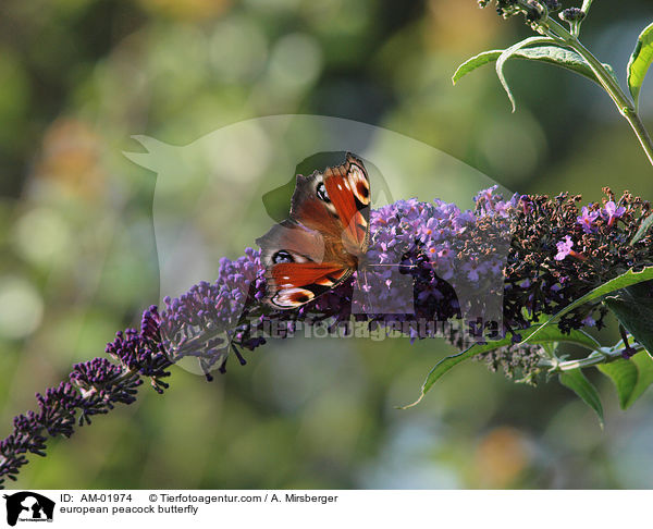 Tagpfauenauge / european peacock butterfly / AM-01974