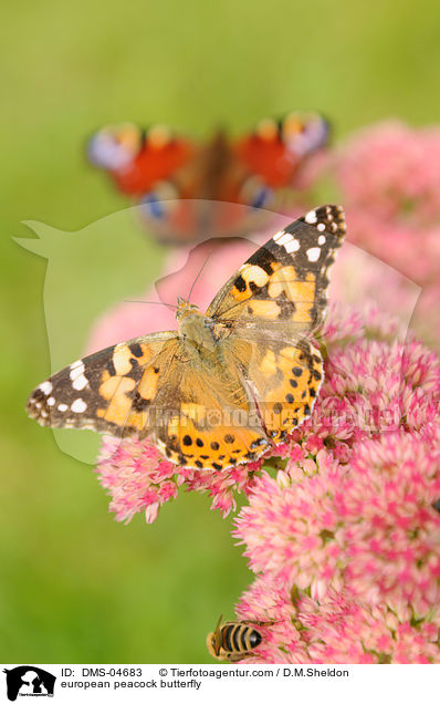 european peacock butterfly / DMS-04683