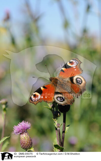 Tagpfauenauge / european peacock / DMS-05075