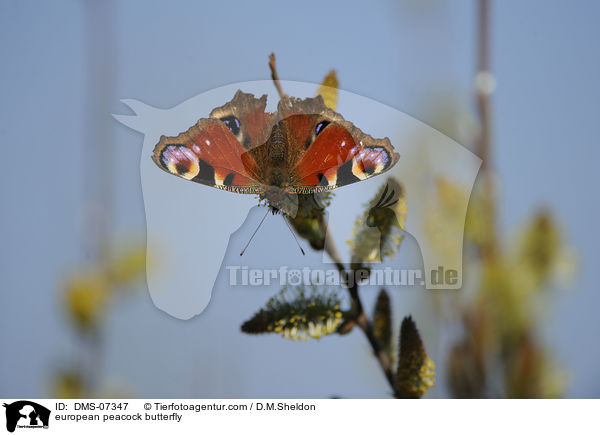 Tagpfauenauge / european peacock butterfly / DMS-07347