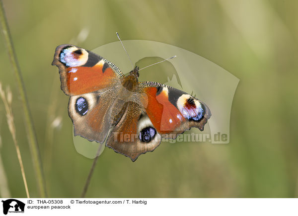 Tagpfauenauge / european peacock / THA-05308