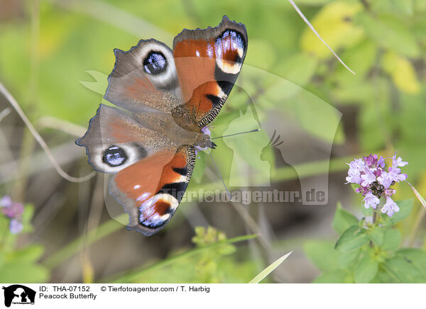 Tagpfauenauge / Peacock Butterfly / THA-07152