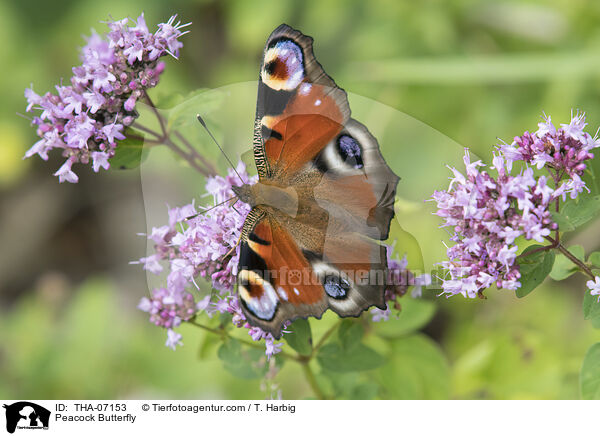 Tagpfauenauge / Peacock Butterfly / THA-07153