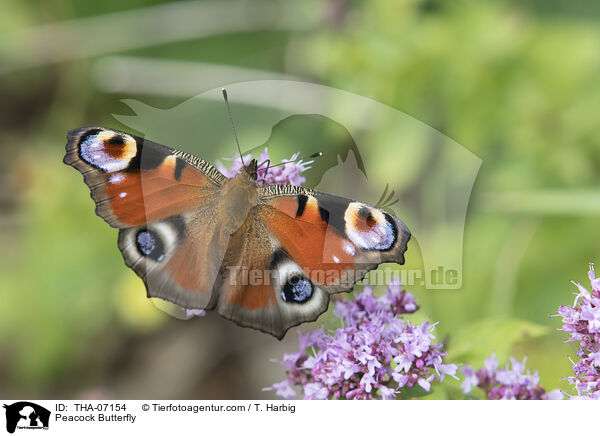 Tagpfauenauge / Peacock Butterfly / THA-07154
