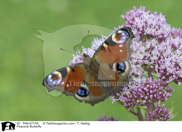 Tagpfauenauge / Peacock Butterfly / THA-07155