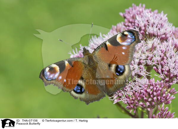 Tagpfauenauge / Peacock Butterfly / THA-07156