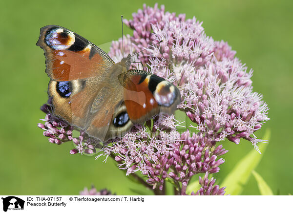 Tagpfauenauge / Peacock Butterfly / THA-07157