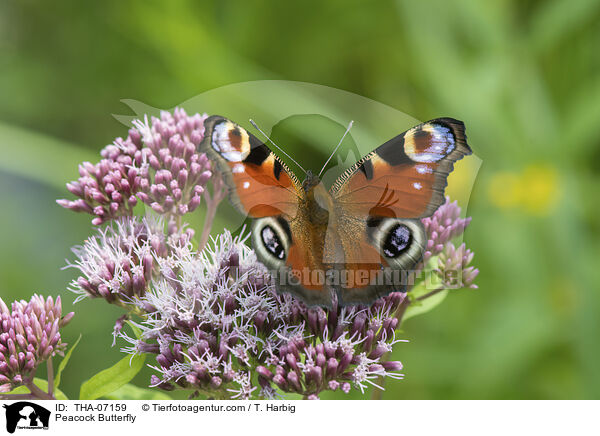 Tagpfauenauge / Peacock Butterfly / THA-07159