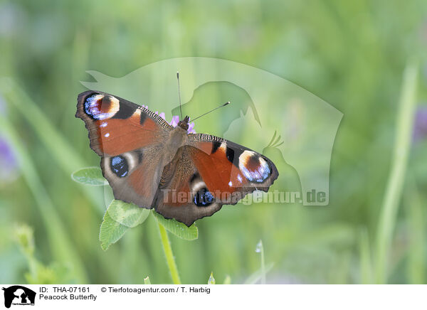 Tagpfauenauge / Peacock Butterfly / THA-07161