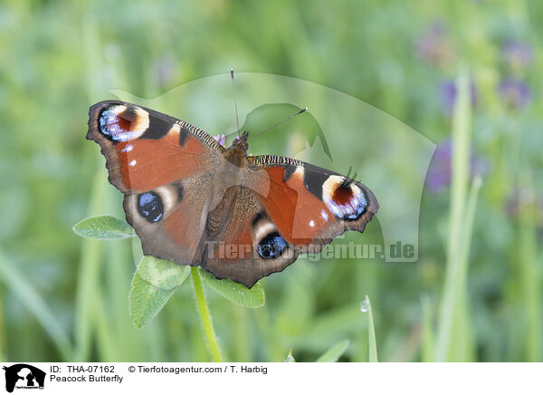 Tagpfauenauge / Peacock Butterfly / THA-07162