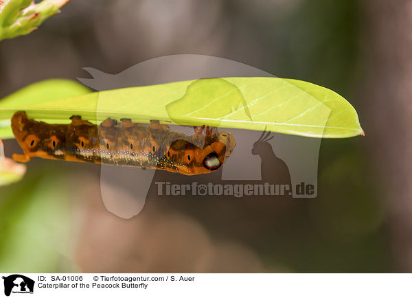 Raupe des Tagpfauenauge / Caterpillar of the Peacock Butterfly / SA-01006