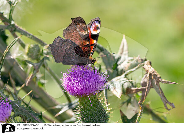 Tagpfauenauge / european peacock / MBS-23455