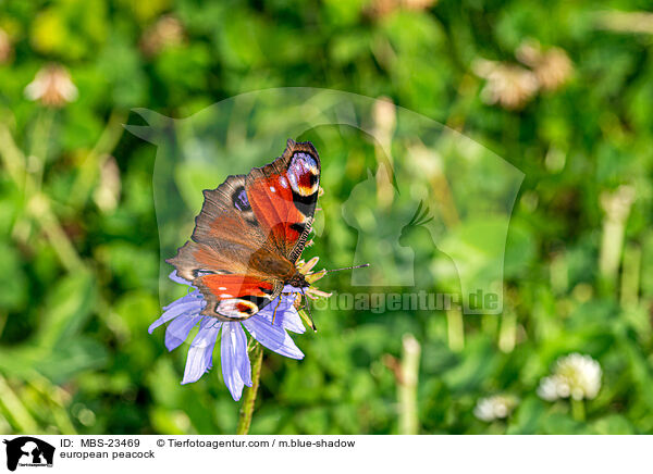 Tagpfauenauge / european peacock / MBS-23469