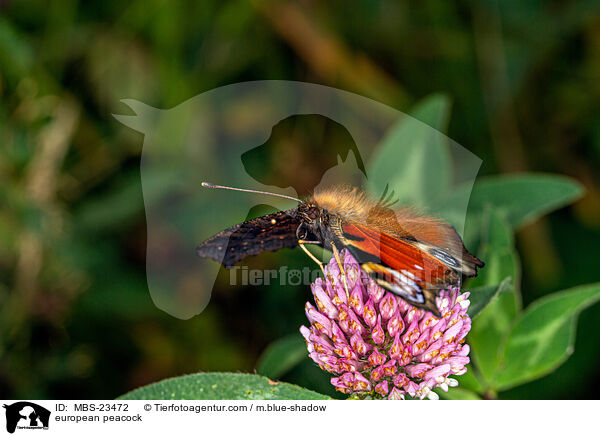 Tagpfauenauge / european peacock / MBS-23472