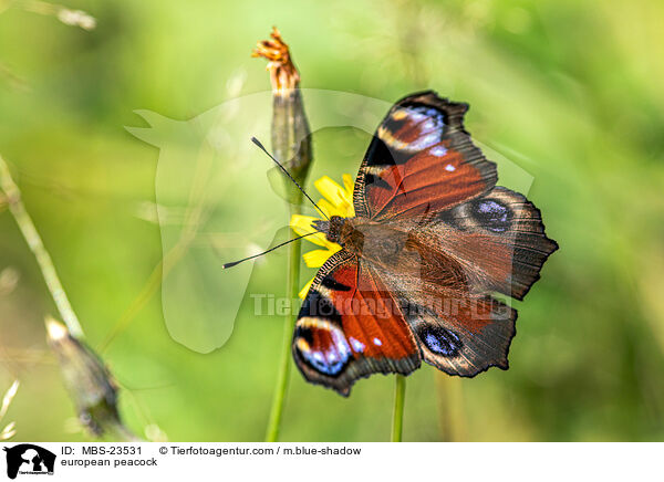 Tagpfauenauge / european peacock / MBS-23531