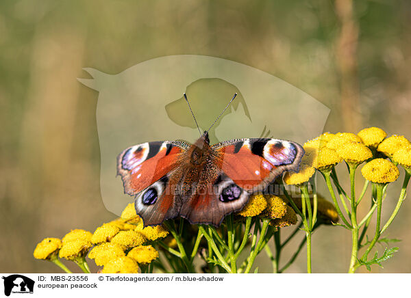 Tagpfauenauge / european peacock / MBS-23556