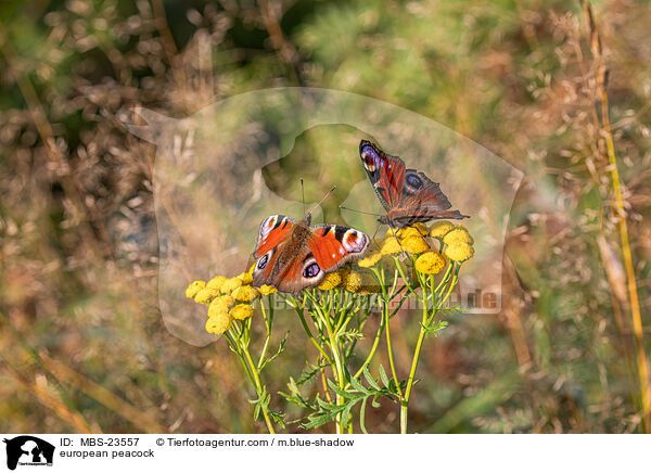 Tagpfauenauge / european peacock / MBS-23557