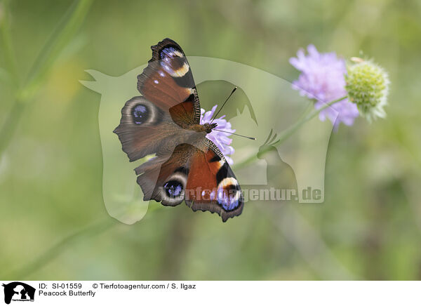 Tagpfauenauge / Peacock Butterfly / SI-01559
