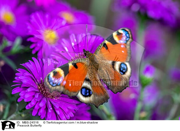 Tagpfauenauge /  Peacock Butterfly / MBS-24516