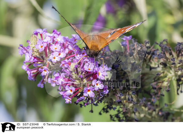 Tagpfauenauge / european peacock / SST-23048