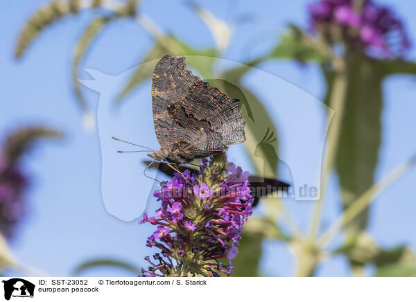 Tagpfauenauge / european peacock / SST-23052