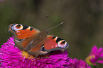 peacock butterfly