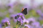 european peacock butterfly