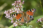 european peacock