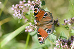 european peacock