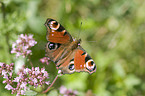 european peacock