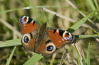 european peacock