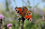 european peacock