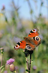 european peacock