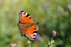 european peacock