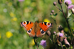 european peacock