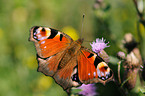 european peacock