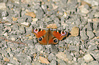 european peacock butterfly