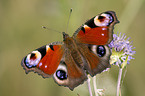 european peacock