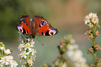 european peacock butterfly