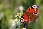 european peacock butterfly