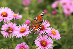 european peacock