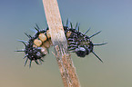 European peacock